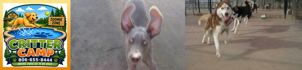 dogs_running_at_critter_camp_amarillo