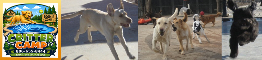 frisky_dogs_at_critter_camp_amarillo